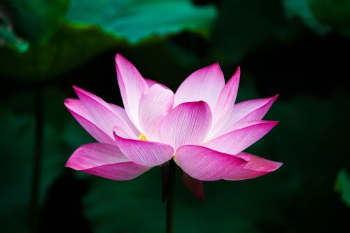 Lotus 978659 1920.jpg